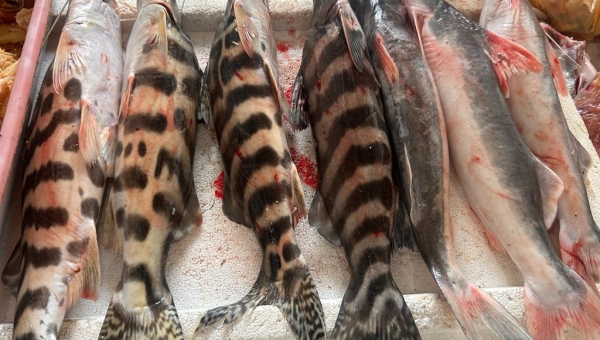 Quilo do peixe tem preço reduzido em Cruzeiro do Sul